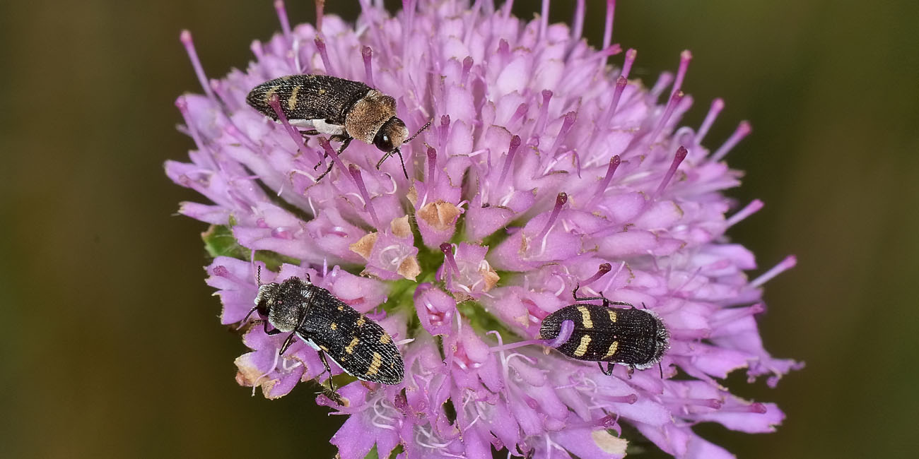 Buprestidae:  Acmaeoderella flavofasciata